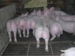 今日猪娃价格苗猪养殖场销售价格仔猪