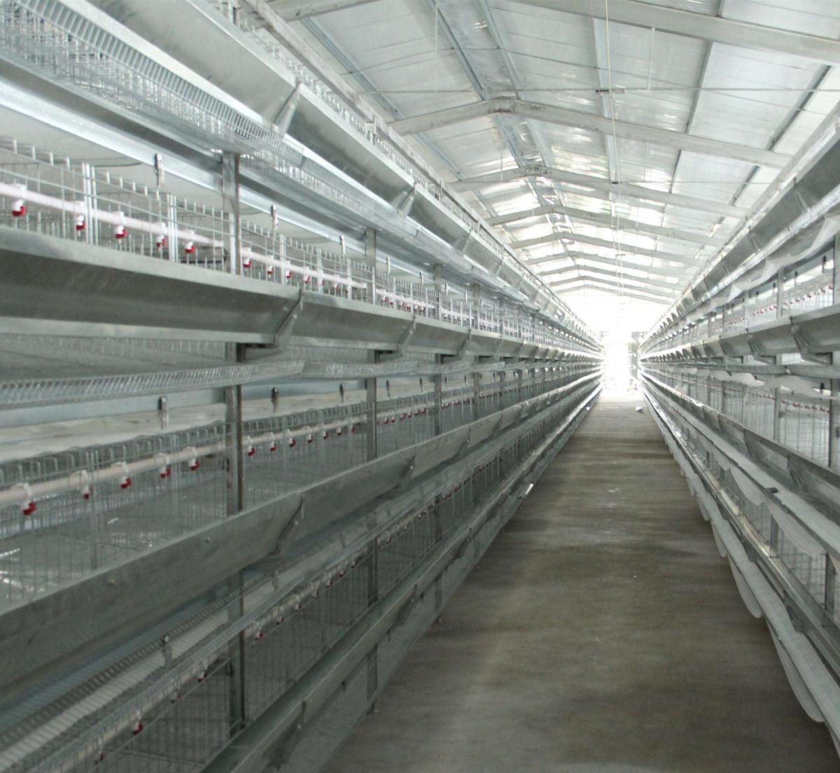 双开门肉鸡笼/高端自动化养鸡设备/肉鸡笼养设备质保一年
