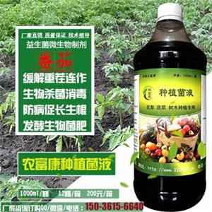 小番茄圣女果重茬用农富康种植菌液发酵的生物有机菌肥