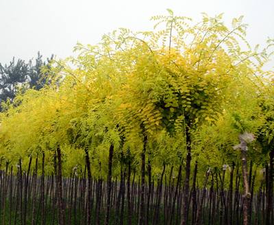 供甘肃苗木和陇南绿化苗木基地