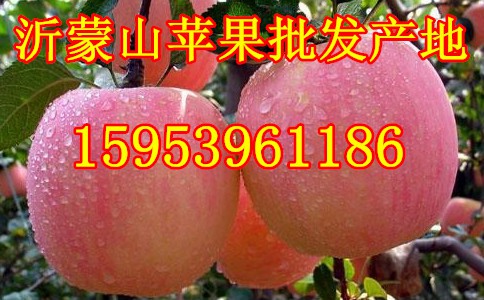 山东条纹红富士苹果价格