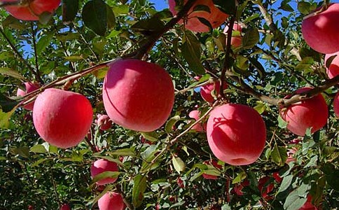 山东苹果批发多少钱一斤