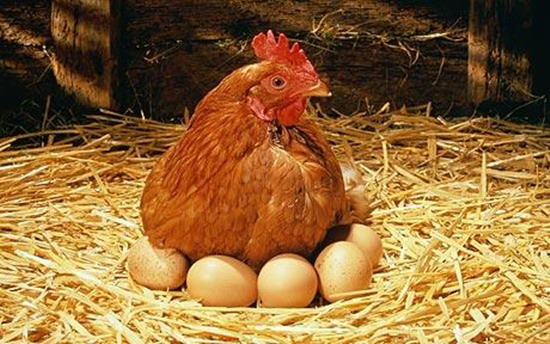 蛋鸡补钙首选饲料级甲酸钙提高产蛋率减少破壳告别软蛋输软管炎