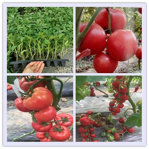 红河西红柿蔬菜苗厂 大红西红柿种苗基地