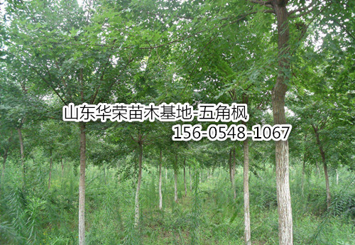  山东2公分-3公分-4公分-5公分五角枫价格