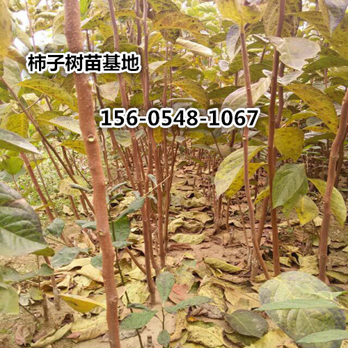     供应15-20-25-28公分柿子树基地