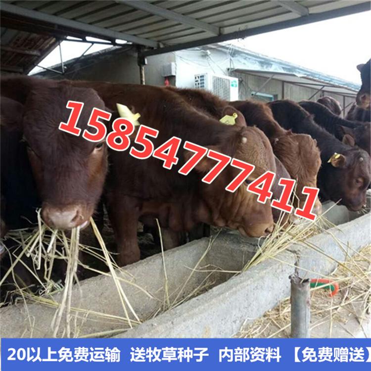 肉牛犊养殖补贴农村养牛技术价格