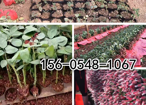    直销玫瑰苗 、玫瑰种苗、1-3年玫瑰花苗价格