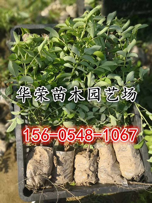    供应2-3年绿化玫瑰苗，盆栽玫瑰树苗价格