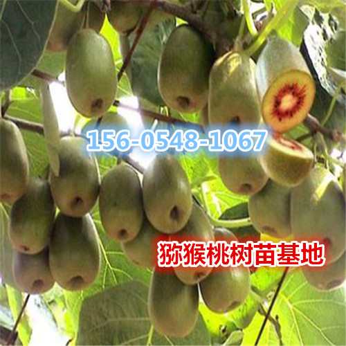 出售黄心猕猴桃价格-0.5公分、0.6公分黄心猕猴桃价格	 		