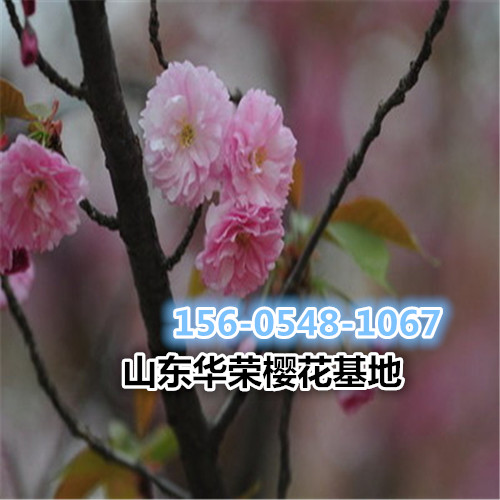   6公分7公分8公分樱花树价格多少钱一颗