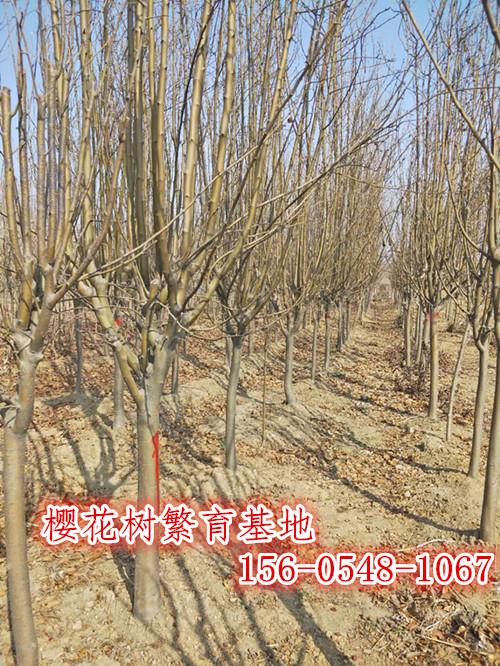  供应3-4-5-6公分优质樱花树苗基地