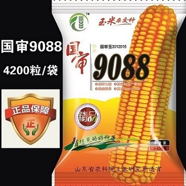 玉米种子国审9088 高产杂交玉米种子 4200粒/袋