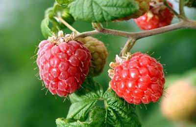 覆盆子(RUBUS IDAEUS)叶提取物 10：1