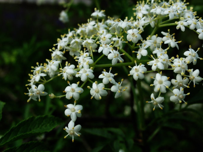 接骨木花提取物， 接骨木花粉 10:1(黄酮&gt;0.8%)