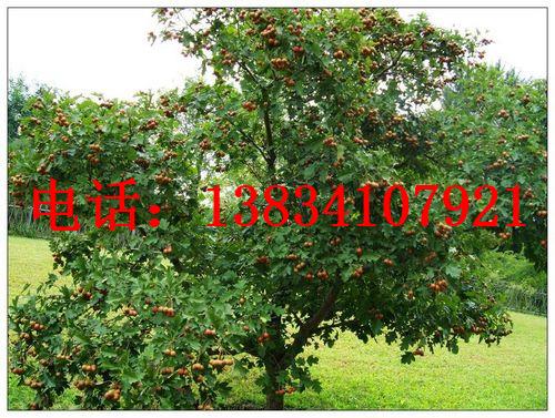 15公分杏树，12公分-15公分杏树+15公分杏树+12公分杏树
