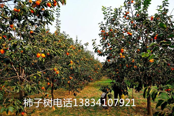 占地苹果树+10公分苹果树+8-10公分苹果树-10公分苹果树