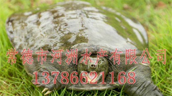 野生中华草龟