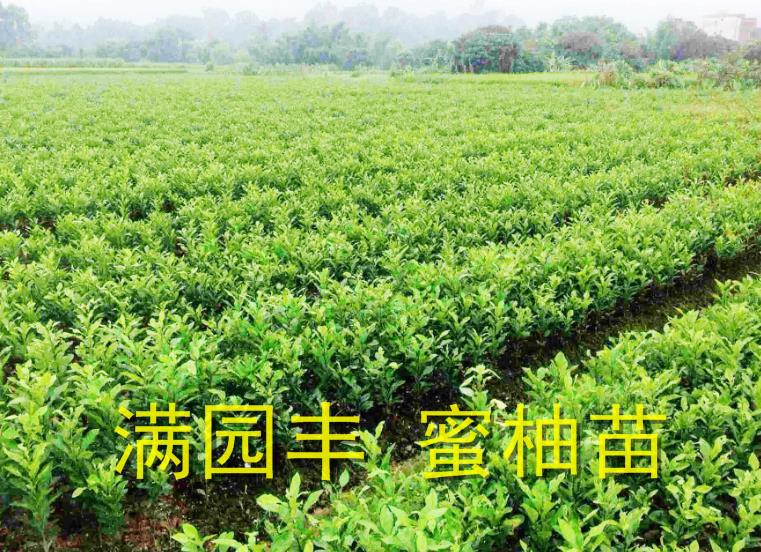福建正宗红心柚子苗