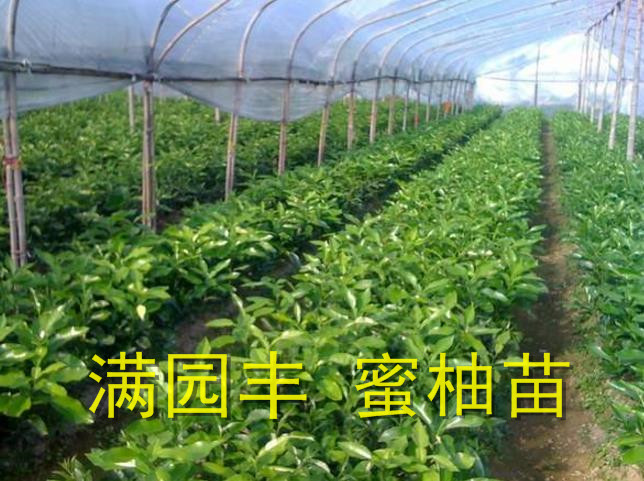 葡萄柚苗苗场