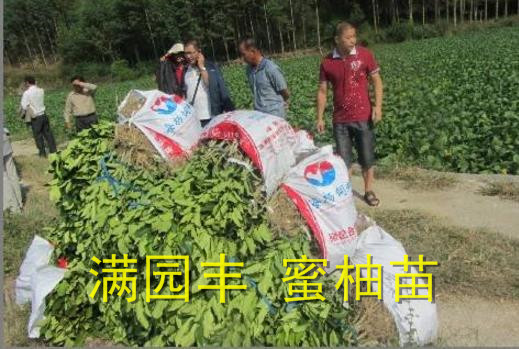 红肉蜜柚苗嫁接枝条