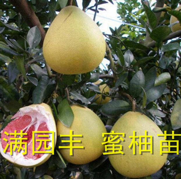 正宗红肉蜜柚苗好种吗