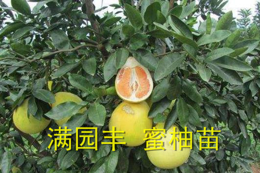 红心柚树苗基地