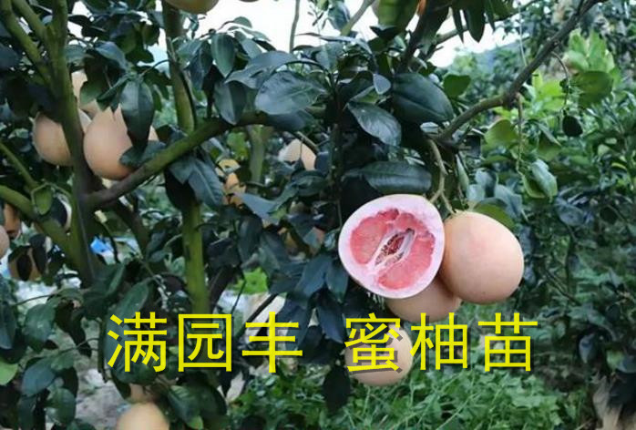 正宗红心蜜柚苗苗场
