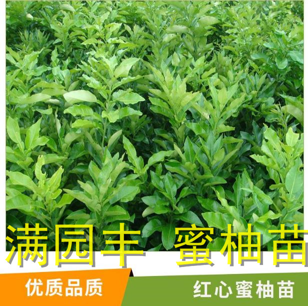红皮柚子苗嫁接枝条