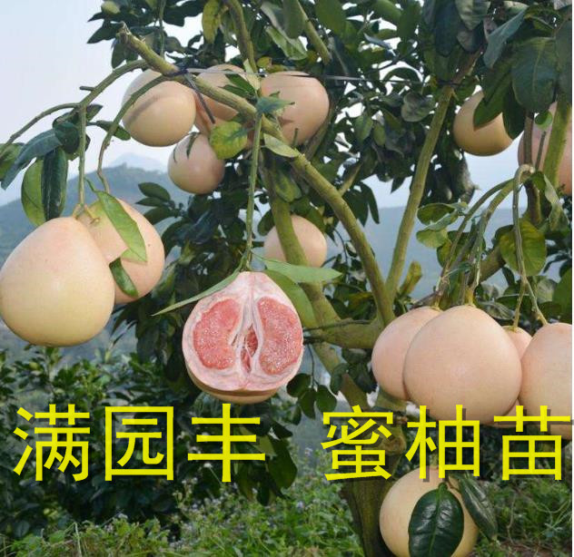 红心柚树苗几年结果