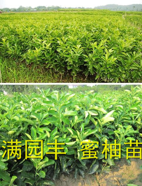 平和正宗红心蜜柚苗