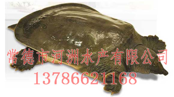 广州中华草龟价格-河洲水产贸易