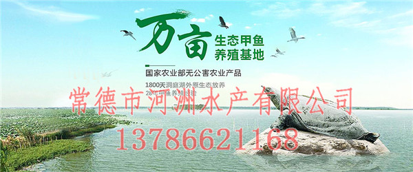 上海团鱼价格