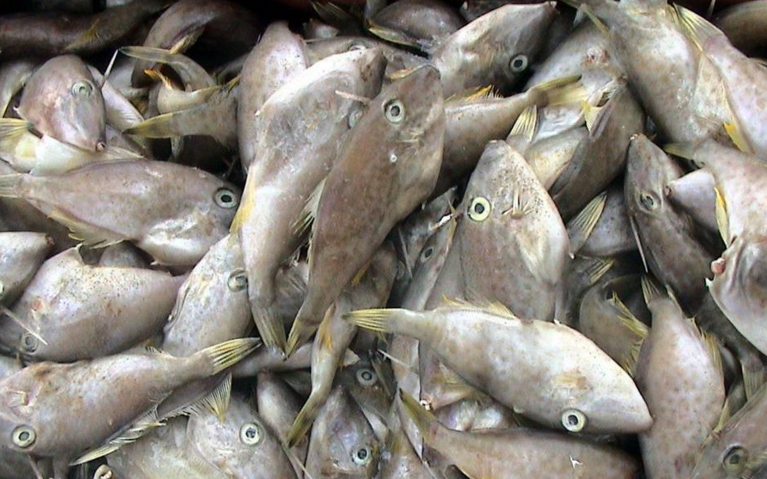 橡皮鱼马面鱼北部湾产地批发价