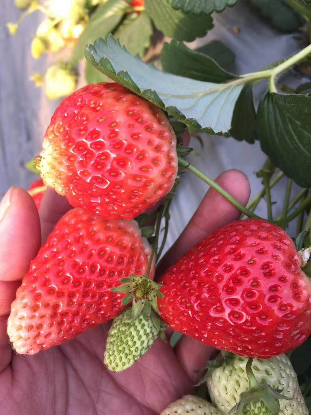 草莓苗 草莓苗多少钱 草莓苗批发价格