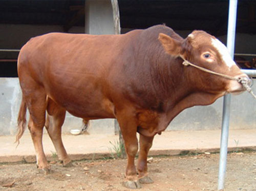 陕西肉牛 陕西肉牛场-陕西肉牛养殖场-陕西肉牛基地