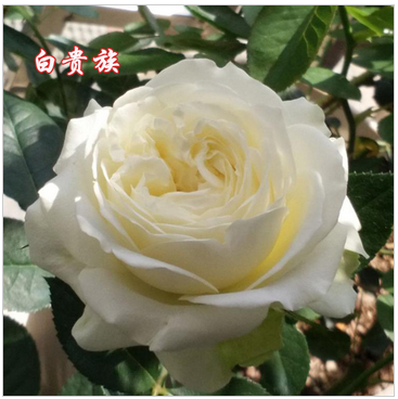基地直销切花白色月季 阳台花园玫瑰花卉绿植盆栽四季开花