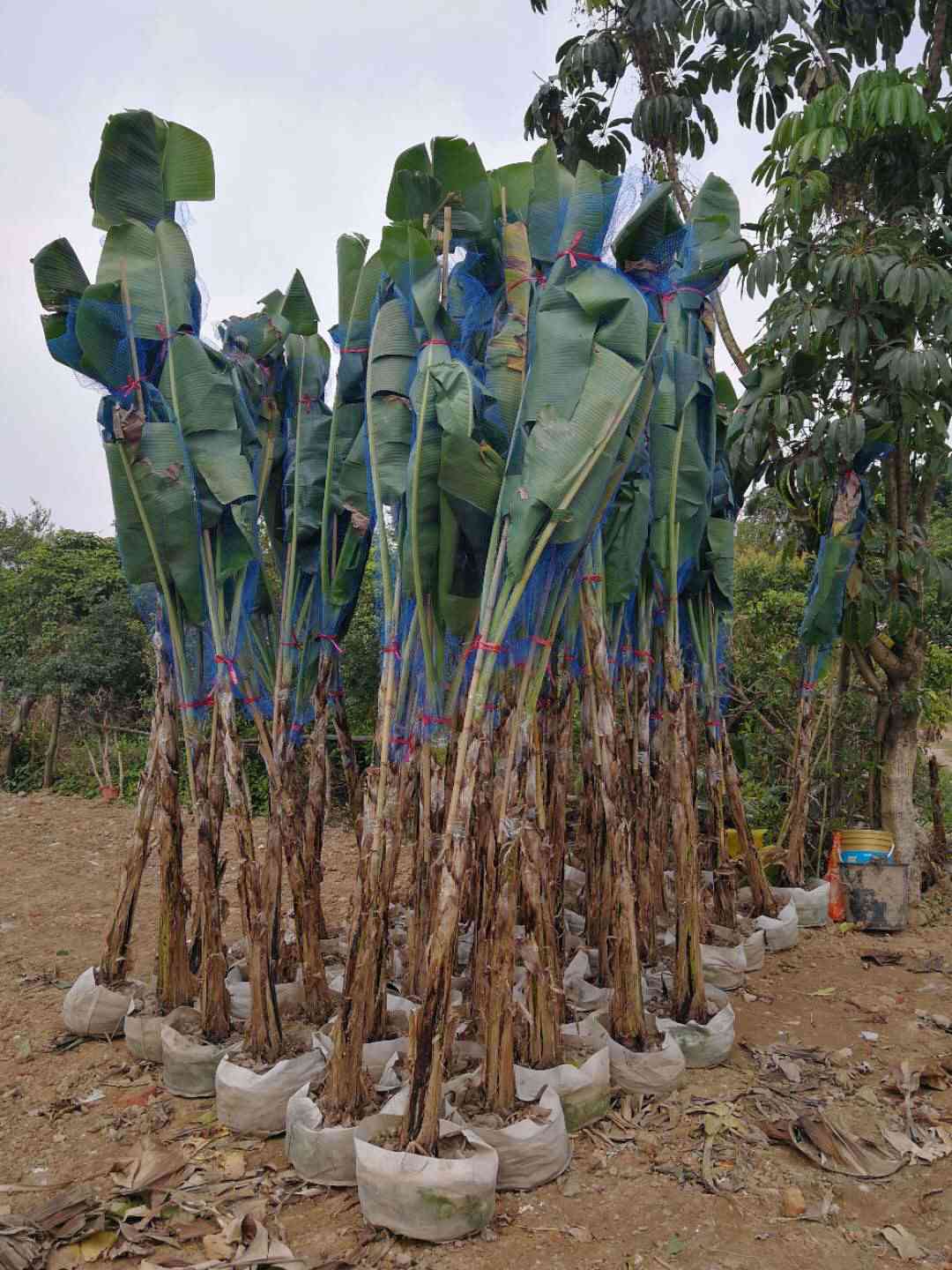 安徽芭蕉移植苗价格贵不贵景观树，芭蕉假植苗产地种植批发