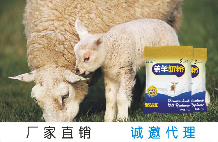 松原给羔羊吃的奶粉代乳粉