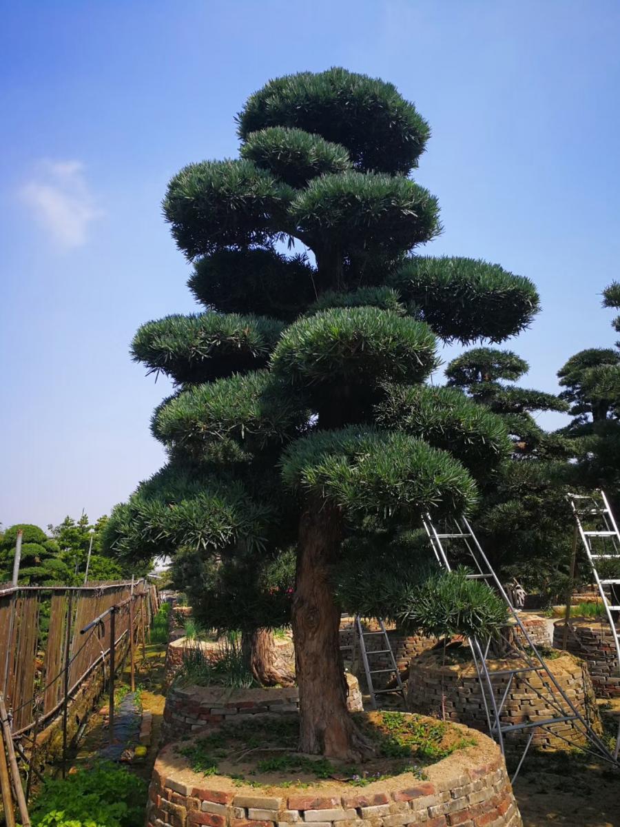 养生特色小镇景观规划，策划规划案例，以产业驱动规划