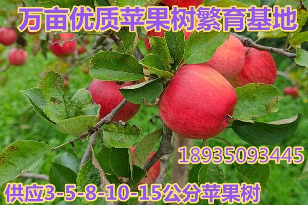 供应3公分苹果树价格*5公分苹果树价格*8公分苹果树价格