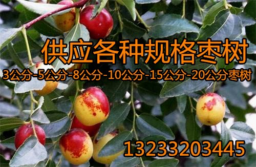 供应最新5公分枣树价格+8公分枣树价格=占地用枣树价格
