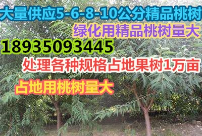 供应占地桃树价格、5公分桃树价格=8公分桃树价格=10公分桃树价格