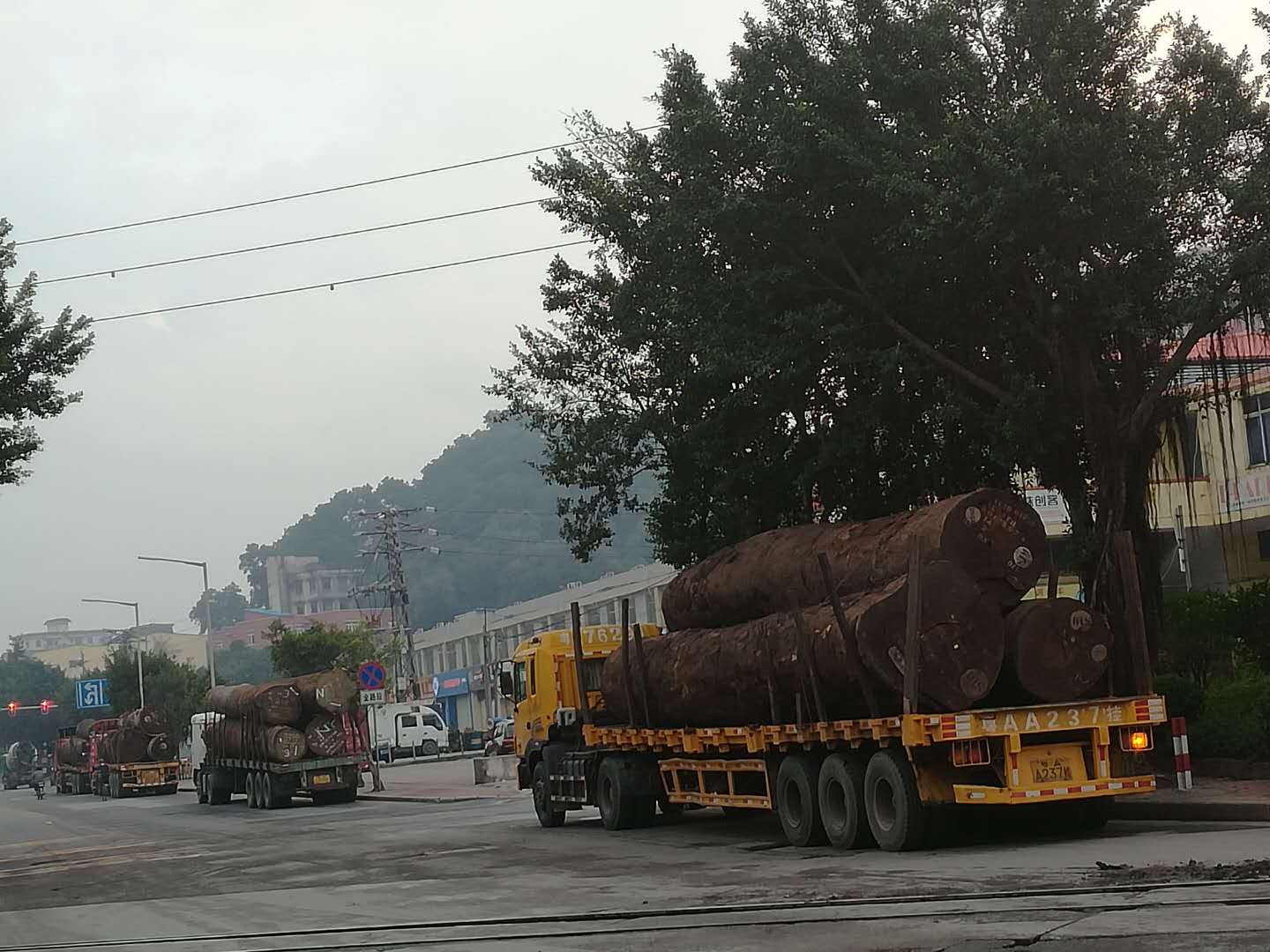 刺猬紫檀/毛里塔尼亚进口/南沙港报关/时间 费用