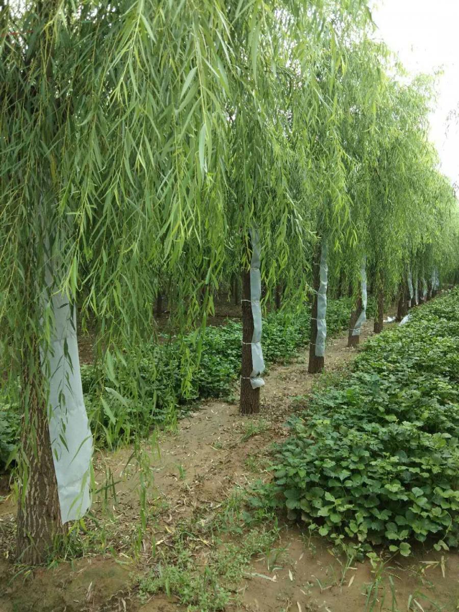 陈凯苗木绿化基地常年供应大叶垂柳 速生柳