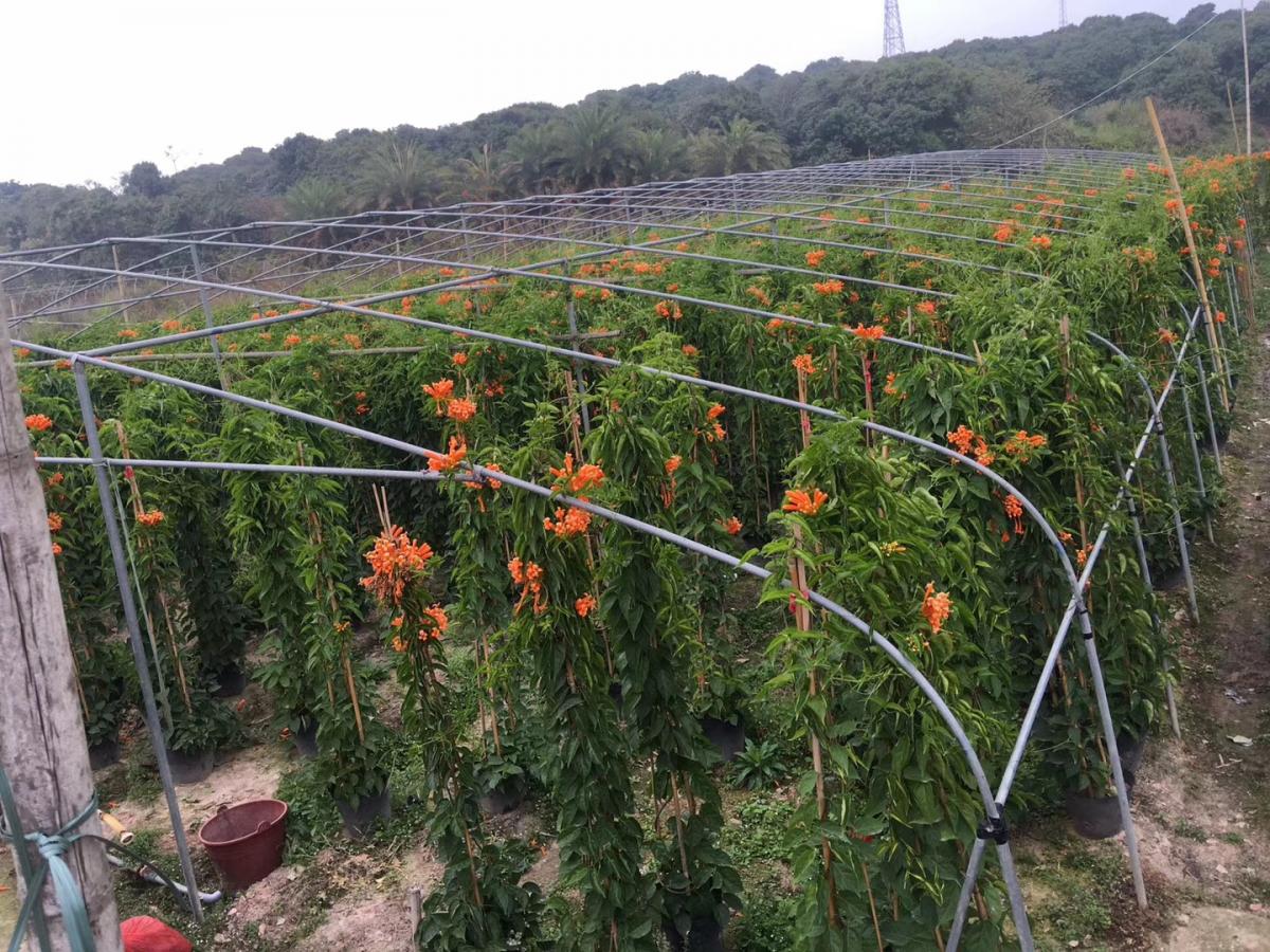 上海四团镇炮仗花供应商，黄鳝藤酒店周边添景