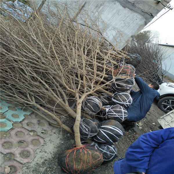 1年生石榴树苗 大红袍石榴苗纯种选购