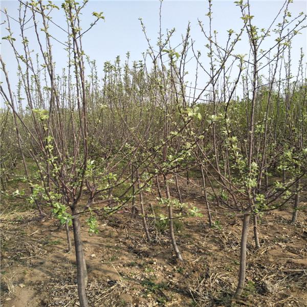 红肉苹果树苗产量 1年苹果苗价格