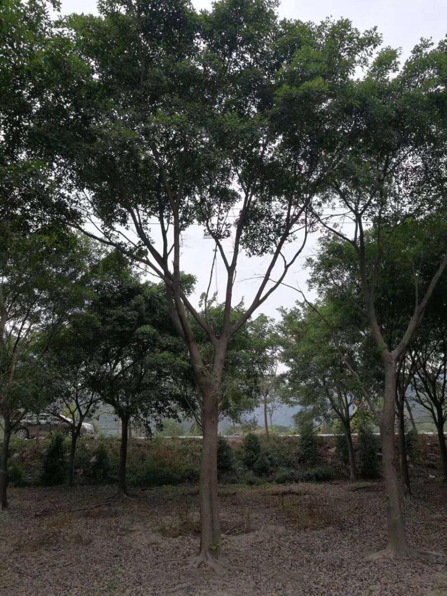 江苏邳州市19公分红皮榕屋前绿化，移植苗批发价