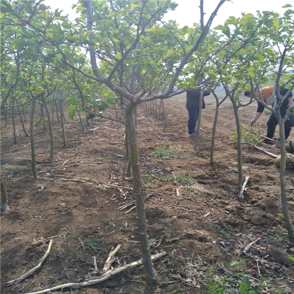 1年矮化嫁接苹果苗 矮化苹果苗种植密植及行距